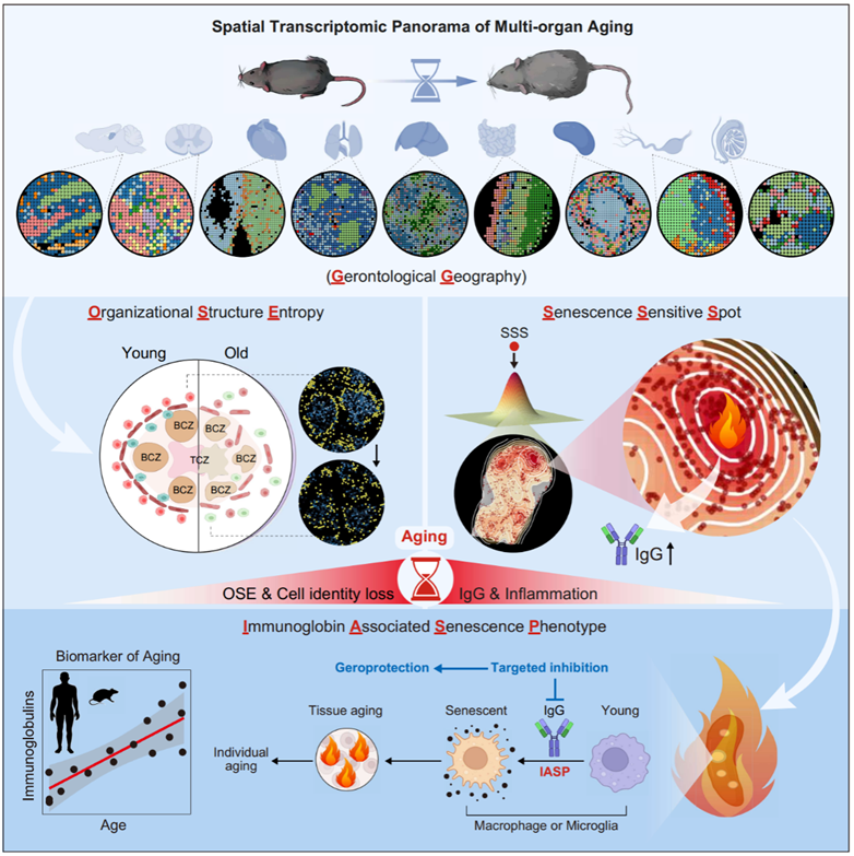 ibet·(正版)官网 -官方app下载
