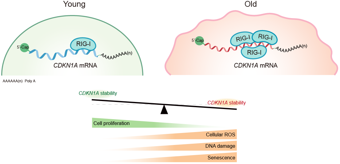 ibet·(正版)官网 -官方app下载